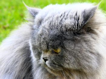 big Persian cat in the green grass