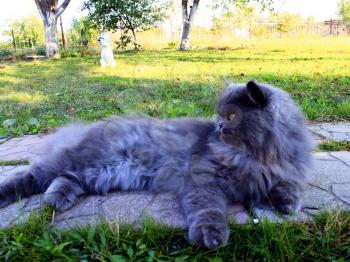 big nice Persian cat laying on the path
