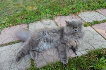 big Persian cat lying on the path