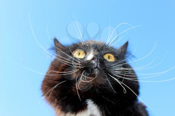 black cat with white tie on blue sky background