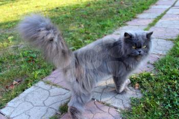 big nice Persian cat going on the path