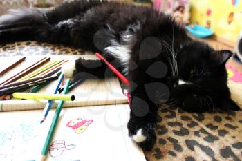 image of black tired cat lying on the sofa after drawing