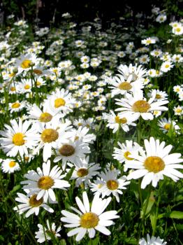 the image of flower-bed of beautiful white chamomiles