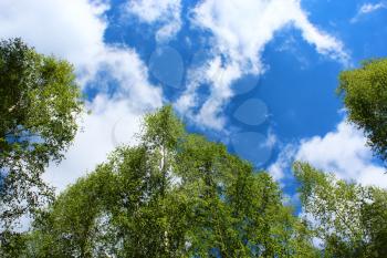 image of tops of birches in the spring