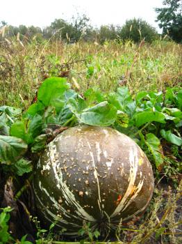 The image of ripe grey pumpkin in kithen garden