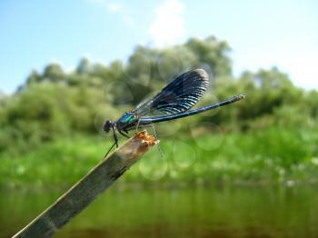 blue dragonfly sitting on a stick above water