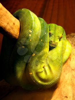 image of green hidden boa on the branch of tree
