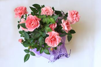 image of beautiful beautiful flowers of pink roses