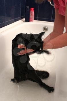image of washing of a black cat in bathing