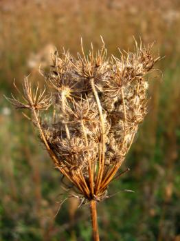 image of dry umbel of flower of cicuta