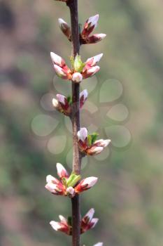branch with unopened buds of Prunus tomentosa's flowers