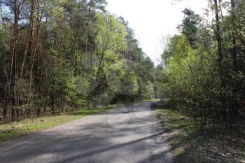 asphalted road in green forest with different trees