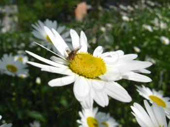 image of beautiful white chamomile and little fly