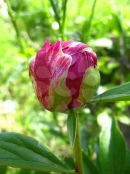 Not dismissed bud of the beautiful pink flower of peony