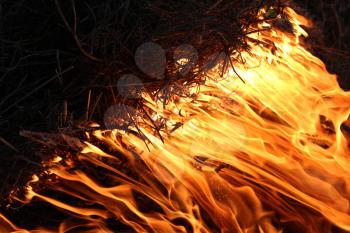 body of flame inflaming in a forest