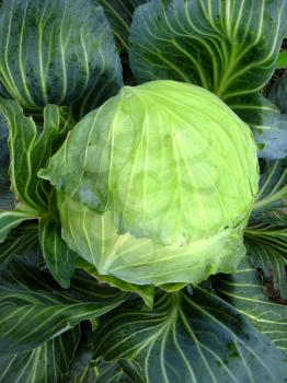 image of big head of ripe and green cabbage