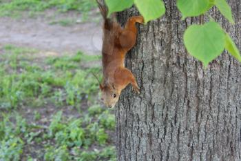 image of squirrel climbing down on the tree in the park