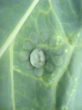 Transparent drop of water on a green leaf of cabbage