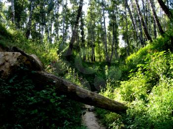 image of big ravine in birchwood in the summer