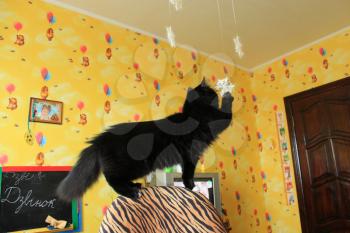 image of black cat on a chair in a children's room