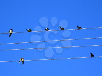 the chain of swallow on the wire