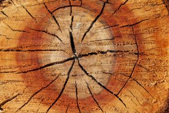 Pattern of dark wooden on a cut of the tree