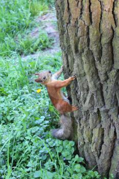 image of squirrel climbing up on the tree in the park