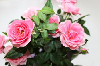 image of beautiful flower of gentle pink rose