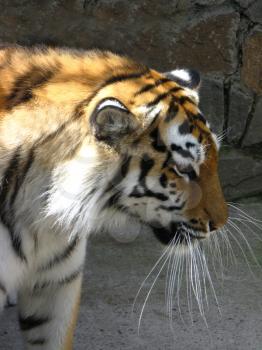 image of big tiger with big white whiskers