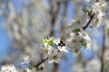 image of bee flying above the flower of plum