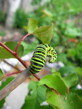 image of caterpillar of the butterfly  machaon on the stick