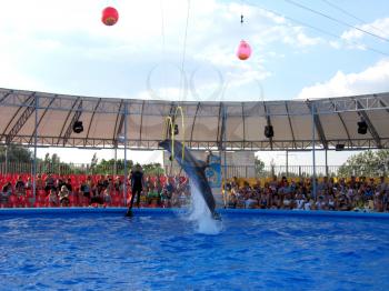 image of show with dolphins in delphinariums