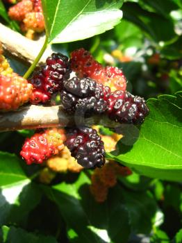 the image of branch of ripe mulberry