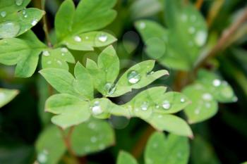 transparent drops of water on the green leaves of plant