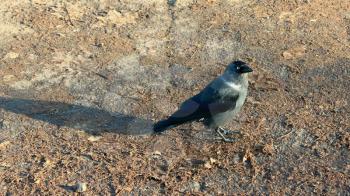 black young jackdaw jumping on the ground