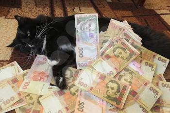 black cat lying on the carpet with Ukrainian money