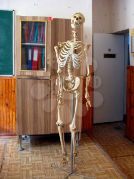 skeleton in the empty class of anatomy