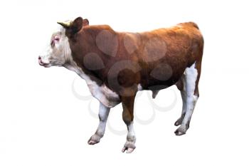 a young bull isolated on the white background