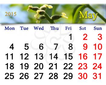 calendar for May of 2015 year with ribbon of blooming walnut