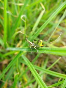 Green grasshopper sitting on the green blade