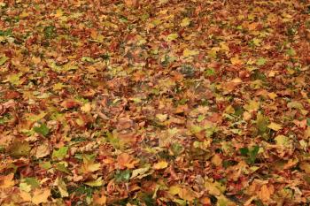 beautiful yellow leaves on the ground in the Autumn park
