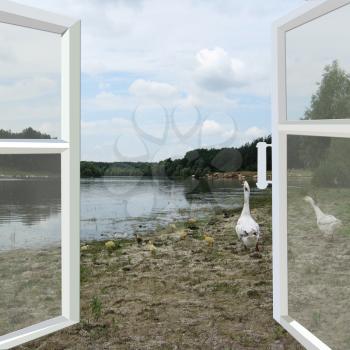 image of opened window to the summer river with domestic geese
