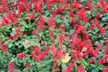 beautiful bed with red flowers of salvia