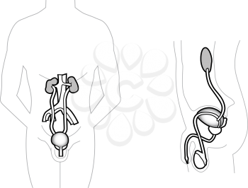 Detailed chart of the male urinary system