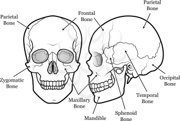 Detailed outline of the human skull with labels