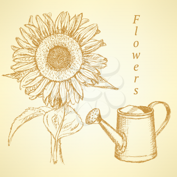 Sketch sunflower and watering can, vector vintage background