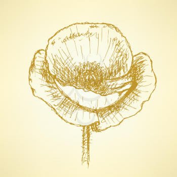 Sketch poppy, vector vintage background eps 10
