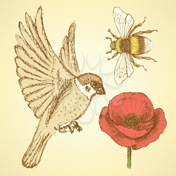 Sketch poppy, bee and sparrow in vintage style, vector