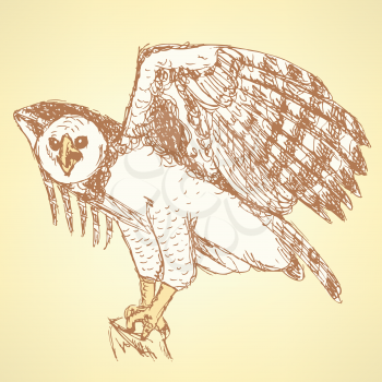 Sketch harpia bird head in vintage style, vector

