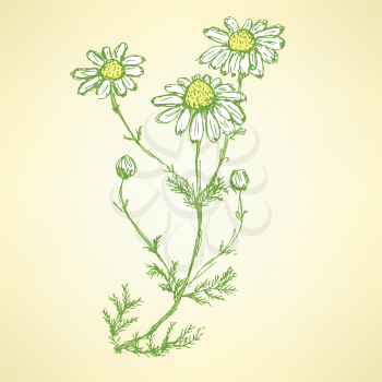 Daisy flower in sketch style, vector background

